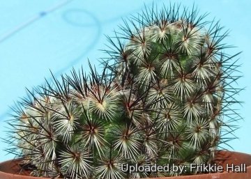 Mammillaria microhelia