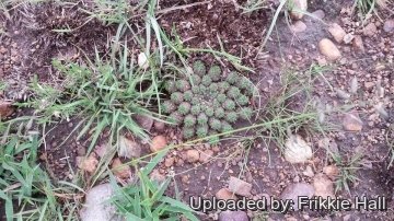 Euphorbia clavarioides var. truncata