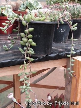Senecio herreianus