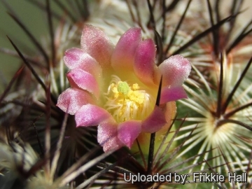 Mammillaria microhelia var. microheliopsis