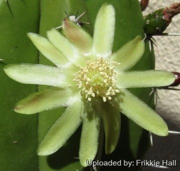 Polaskia chichipe