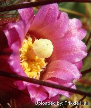 Mammillaria ginsaumae