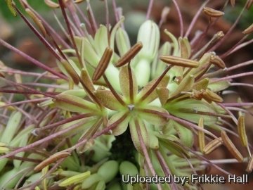 Agave victoriae-reginae