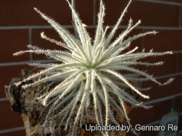 Tillandsia tectorum