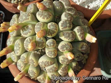 Lithops dorotheae