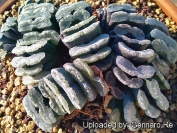 Haworthia truncata