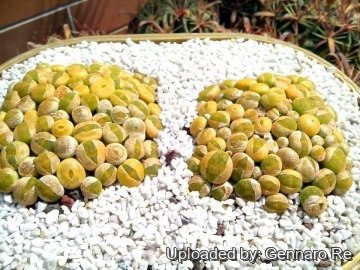 Lithops lesliei C036A TL: Near Warrenton, South Africa cv. albinica