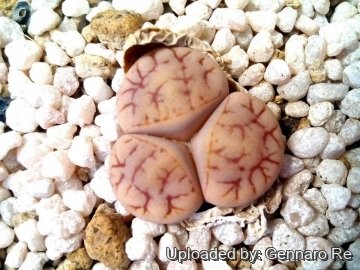 Lithops gracilidelineata subs. brandbergensis C383 TL: Brandberg, Namibia