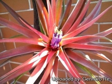 Tillandsia brachycaulos var. multiflora