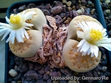 Lithops julii var. rouxii C215 75 km WSW of Warmbad, Namibia