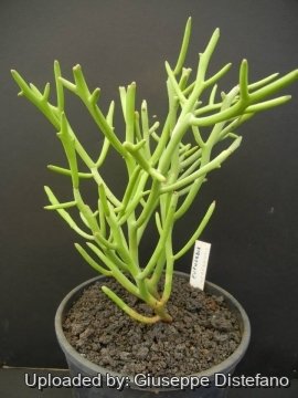 Euphorbia fiherenensis