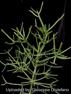 Euphorbia tirucalli