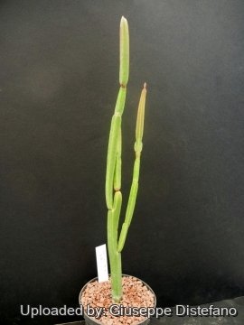Euphorbia sipolisii