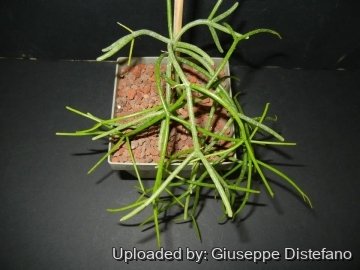 Rhipsalis baccifera