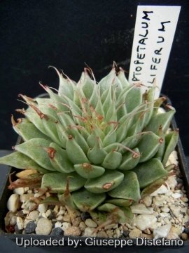 Graptopetalum filiferum