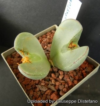 Conophytum christiansenianum