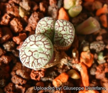 Conophytum wittebergense