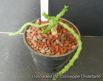 Euphorbia albipollinifera
