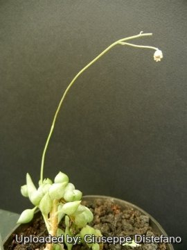Senecio citriformis
