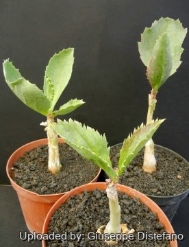 Cyphostemma juttae