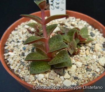 Crassula exilis subs. picturata