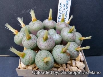 Conophytum truncatum