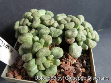 Aloinopsis schooneesii var. willowmorensis