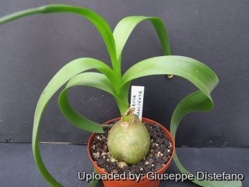 Albuca bracteata