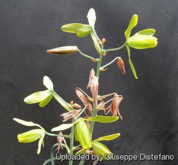 Albuca spiralis