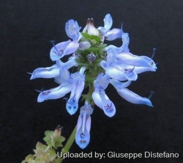 Plectranthus neochilus