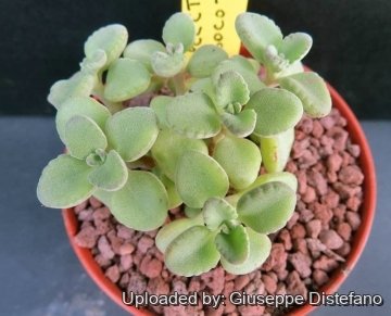 Plectranthus socotranus