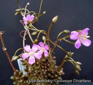 Anacampseros retusa