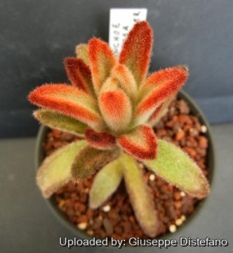 Kalanchoe tomentosa cv. Chocolate Soldier