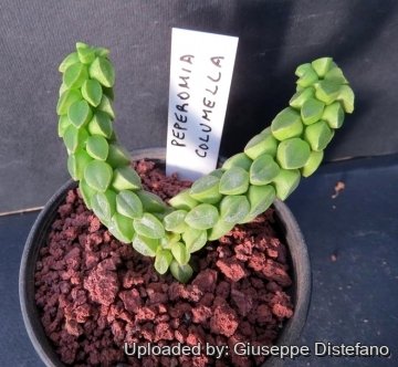 Peperomia columella
