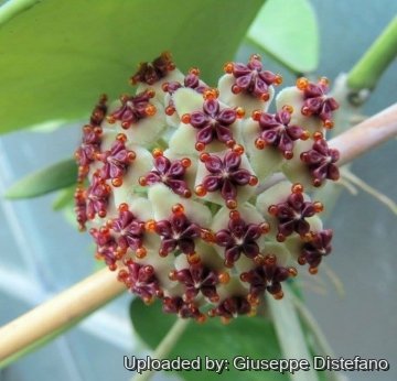 Hoya kerrii