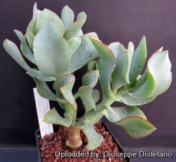 Crassula arborescens subs. undulatifolia