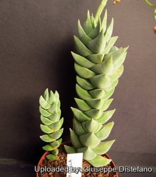 Crassula cornuta