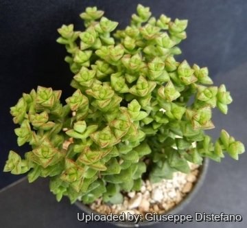 Crassula cv. Tom Thumb