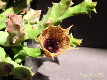 Huernia levyi