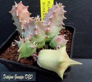 Huernia barbata