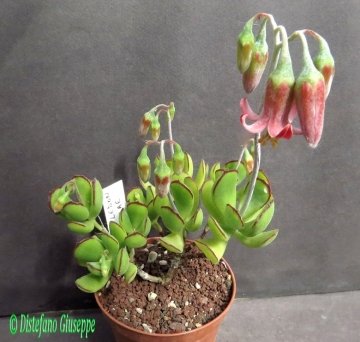 Cotyledon eliseae