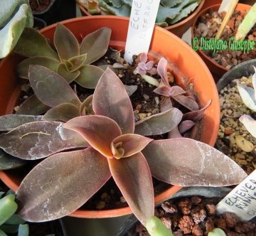 Echeveria diffractens