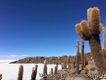 Echinopsis atacamensis subs. pasacana