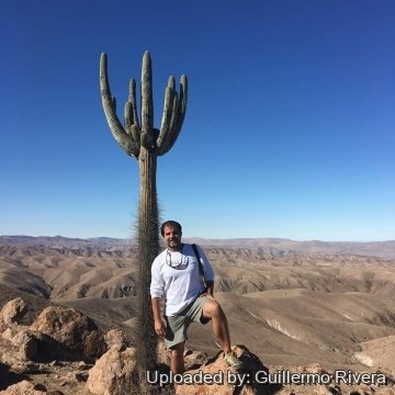 Browningia candelaris