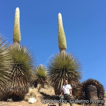 Puya raimondii