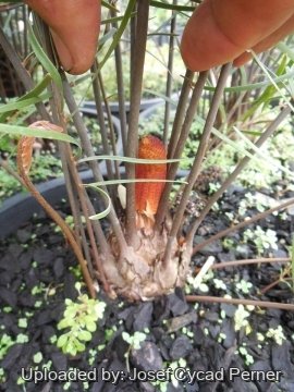 Zamia angustifolia