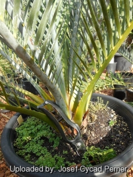 Macrozamia macdonnellii