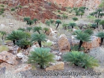 Cycas pruinosa