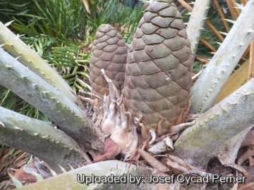 Encephalartos septentrionalis cv. Sudan Silver