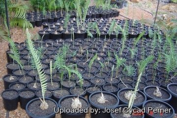 Encephalartos septentrionalis cv. Sudan Silver